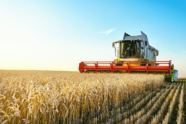 Colheitadeira,Colheitadeiras,Maduro,Trigo.,Agricultura